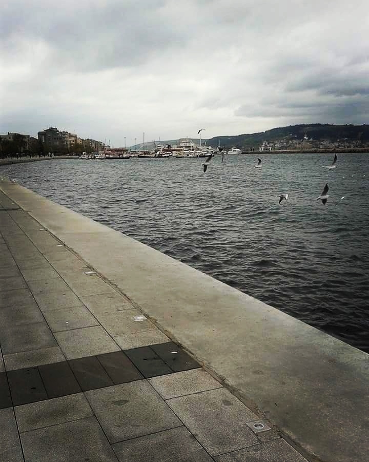 #sea #bird #city #çanakkale
