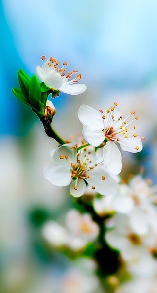 Spring in heard