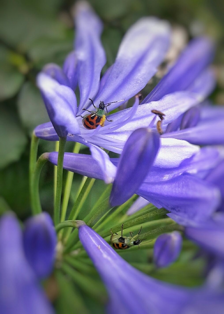 Ladybug