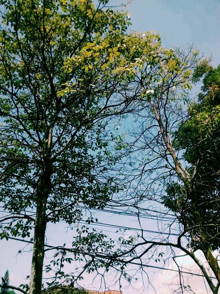 arbol
