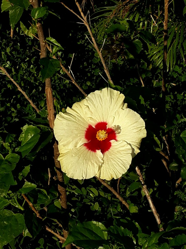 Flor