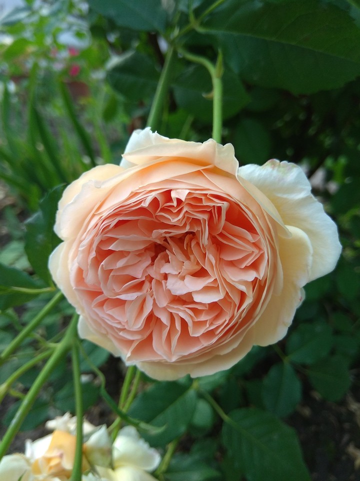 Rose 2.0 