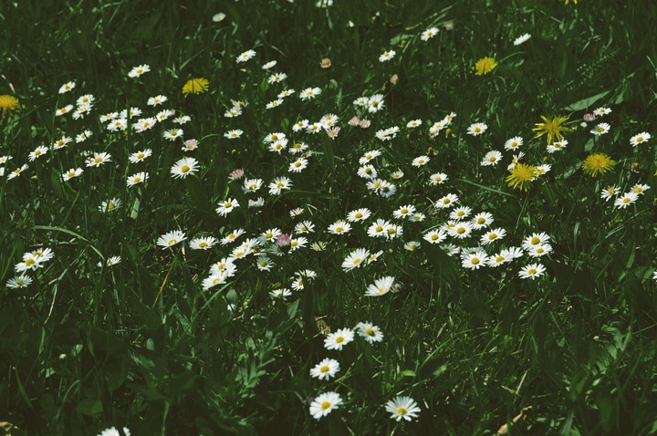 flowers