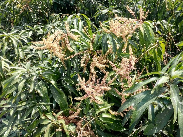 mango flowers