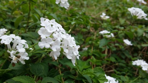 White flowers
