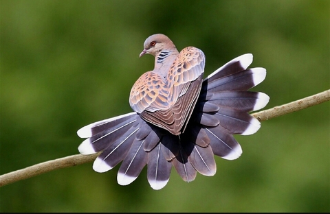 bird