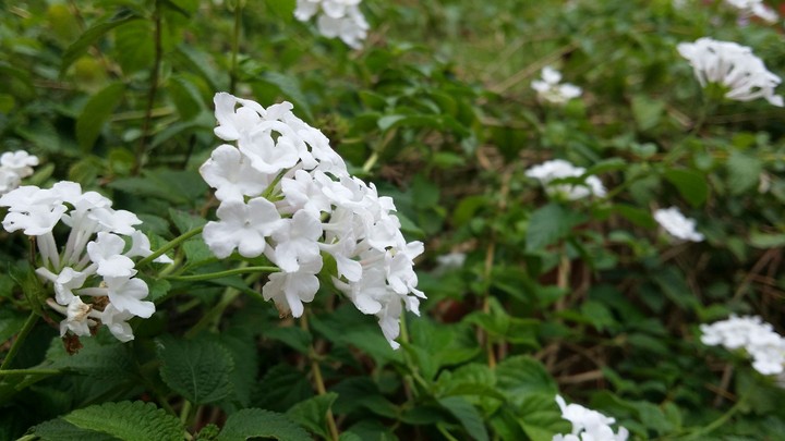 White flowers