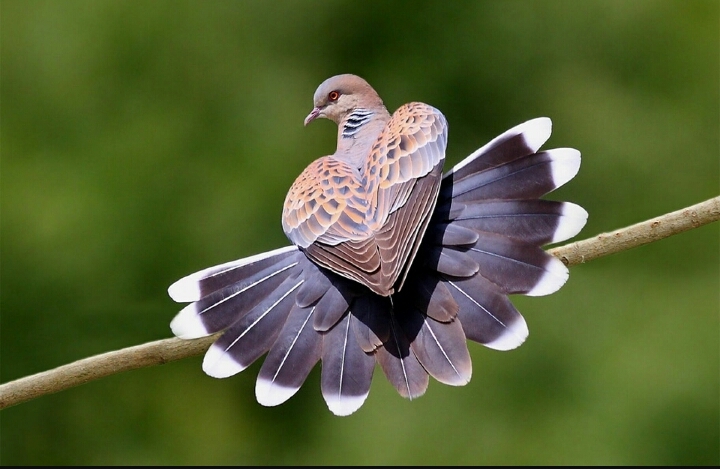 bird