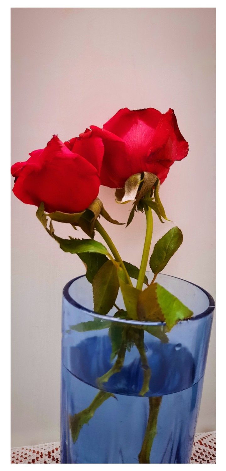 rose