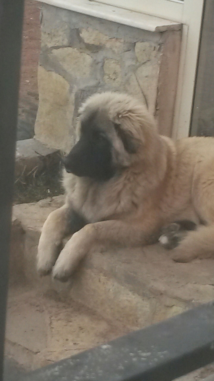Cute dog