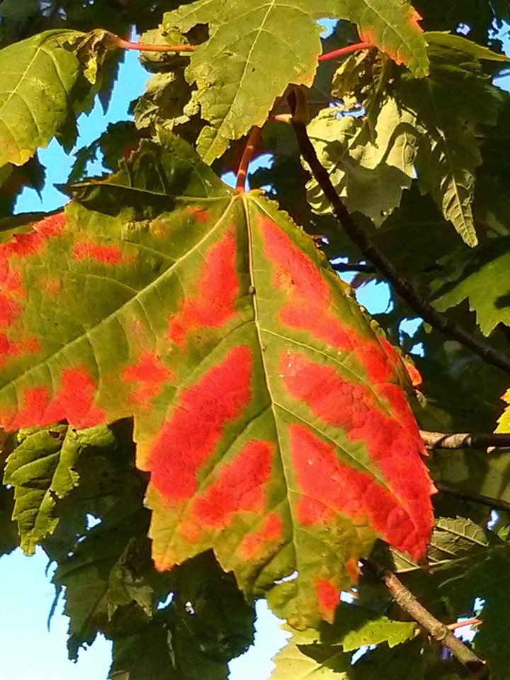 fall foliage