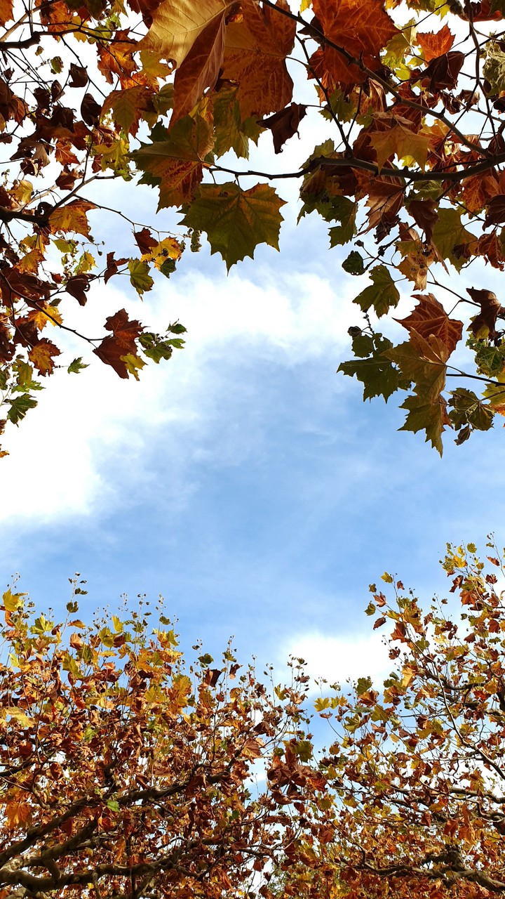 Autumn leaves blue sky