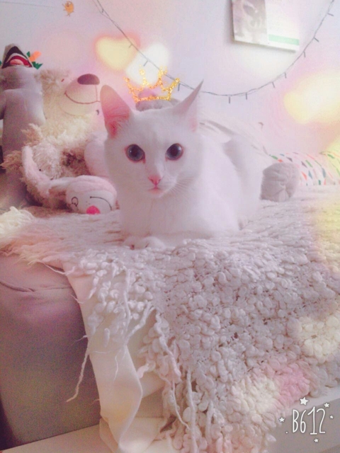 Glamour white cat