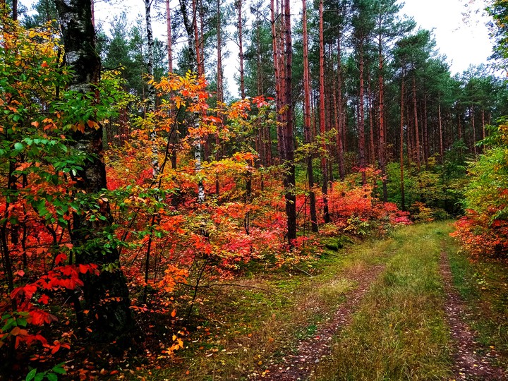 Fall Forest