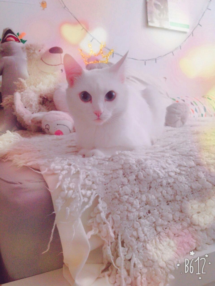 Glamour white cat