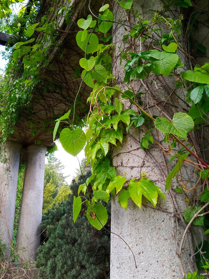 pergola