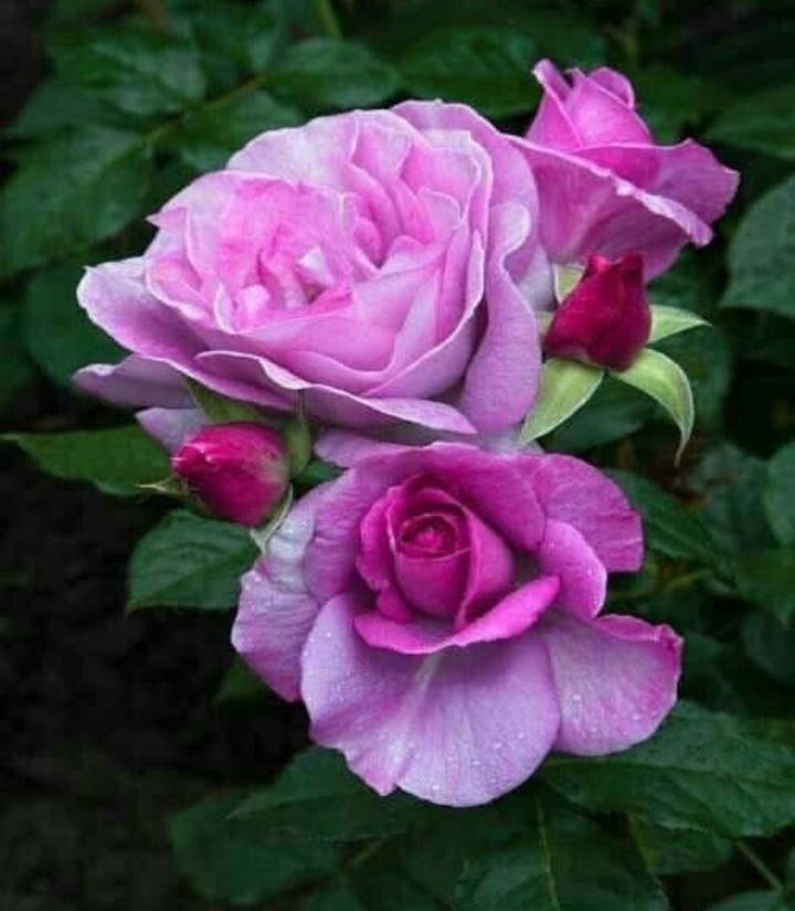 roses