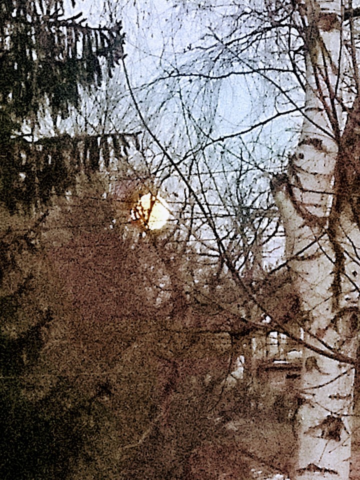 MOON TROUGH THE WOODS