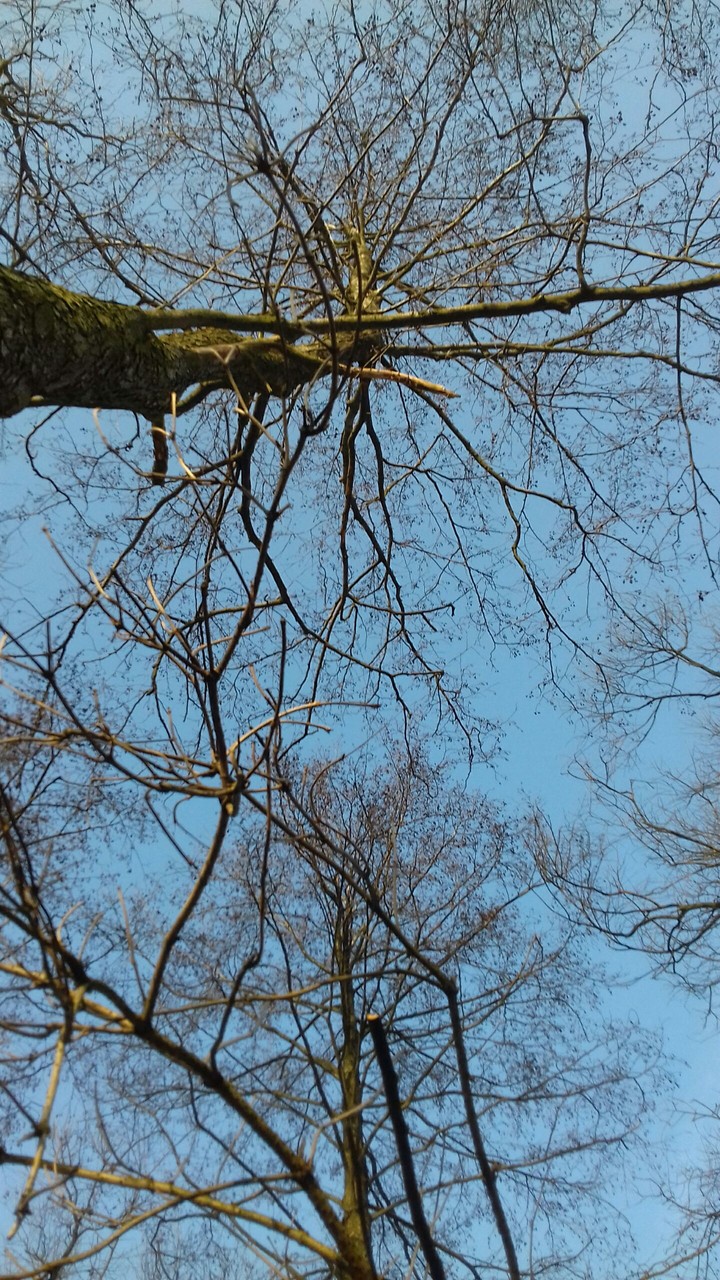 tree
