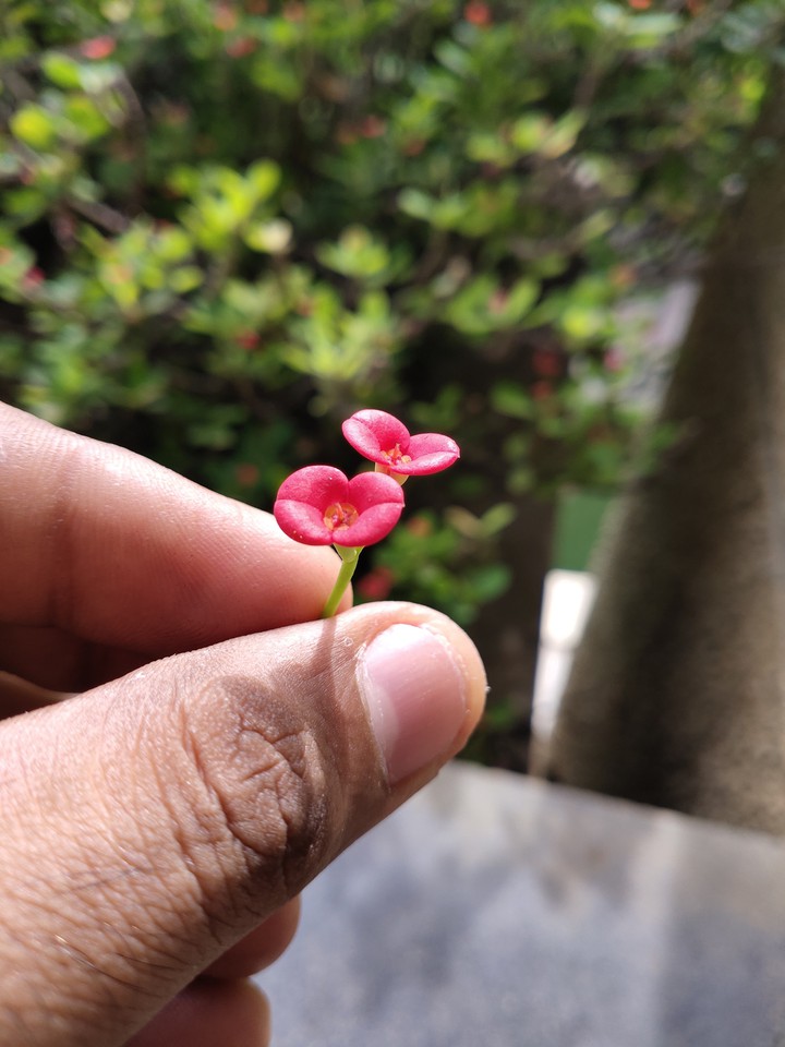 flower