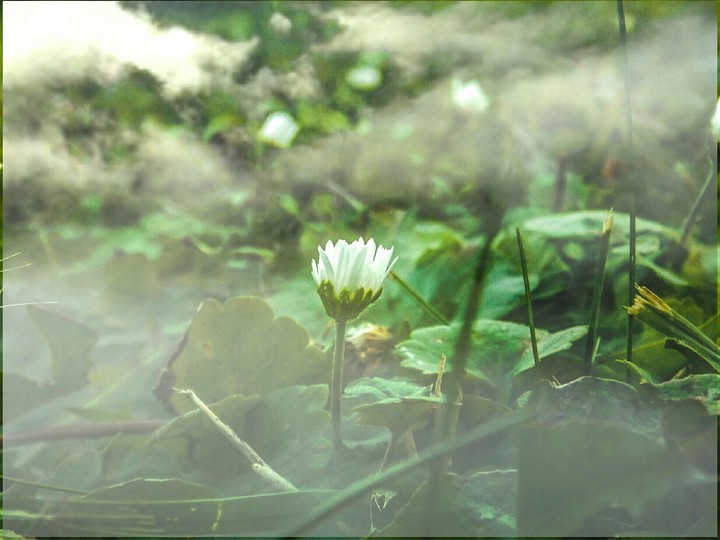 plant