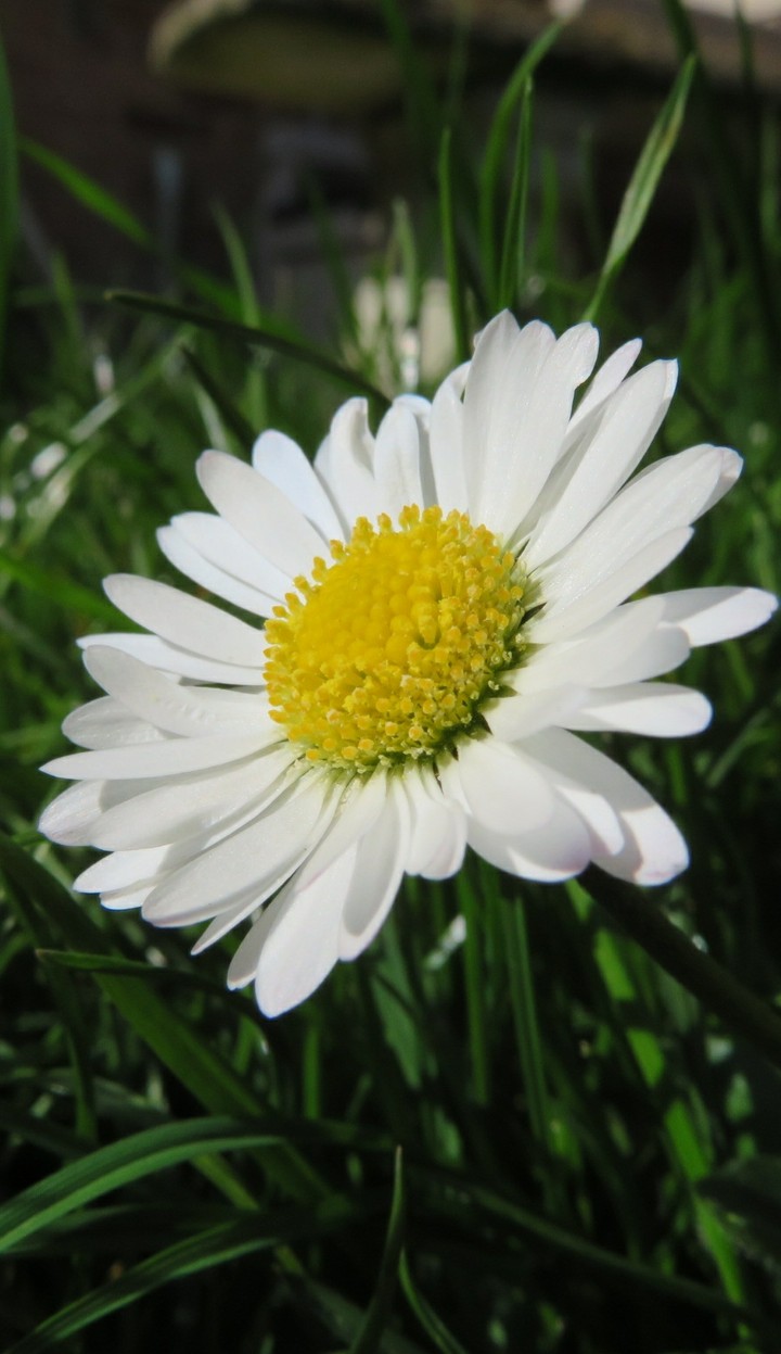 Daisy