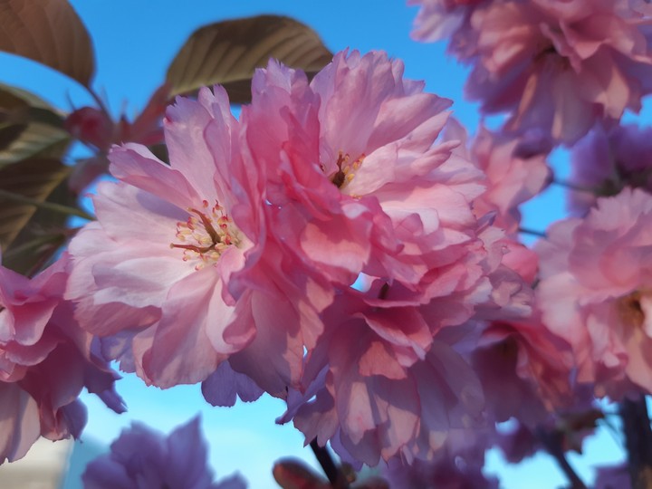 cherrytree