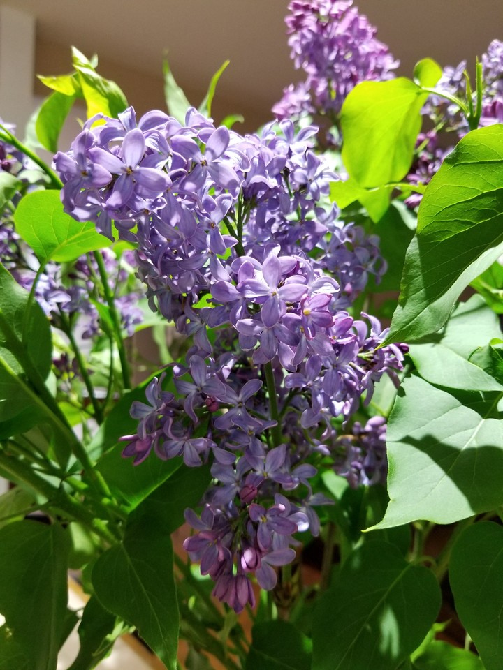 Lilacs 2017