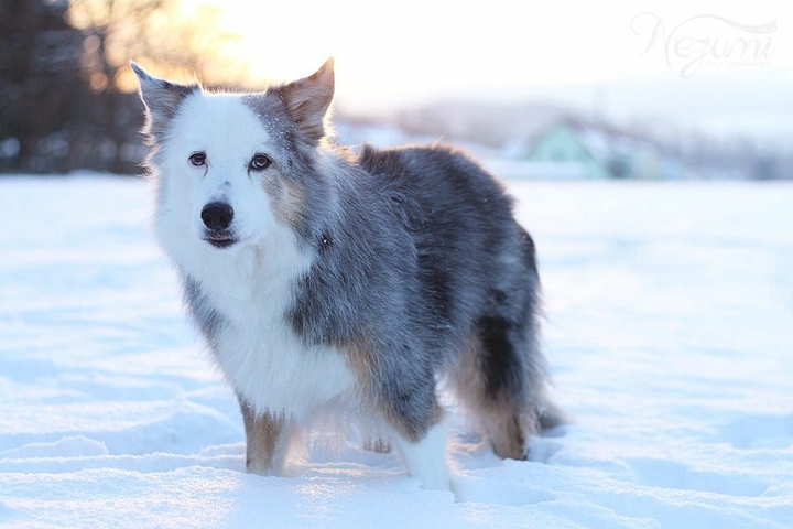 The Border Collie Because There Is No Better Dog