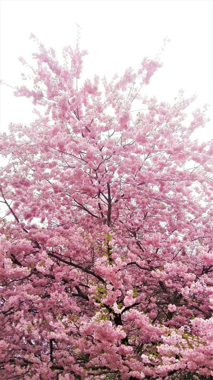 Pink tree