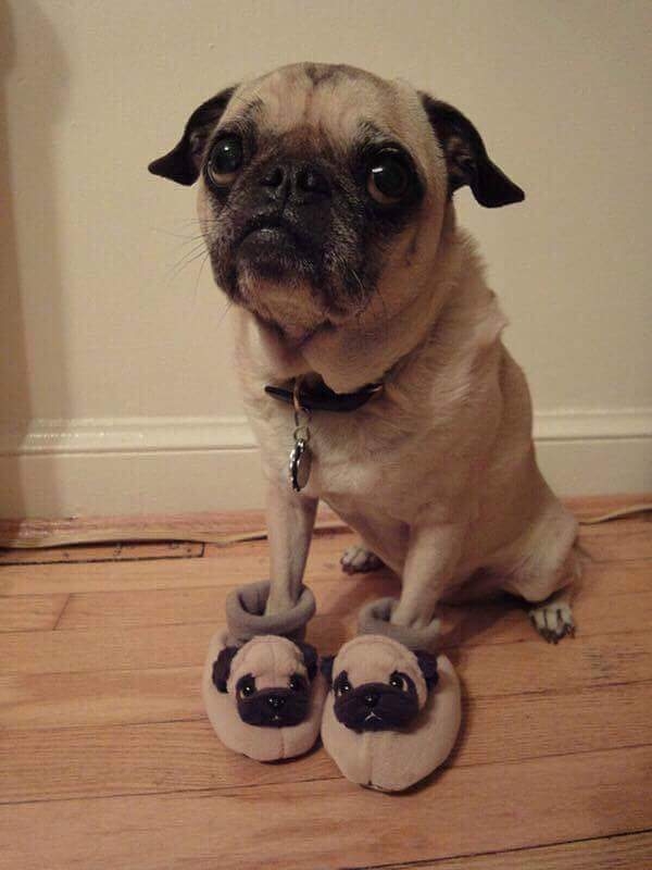 A dog wearing his dog shoes