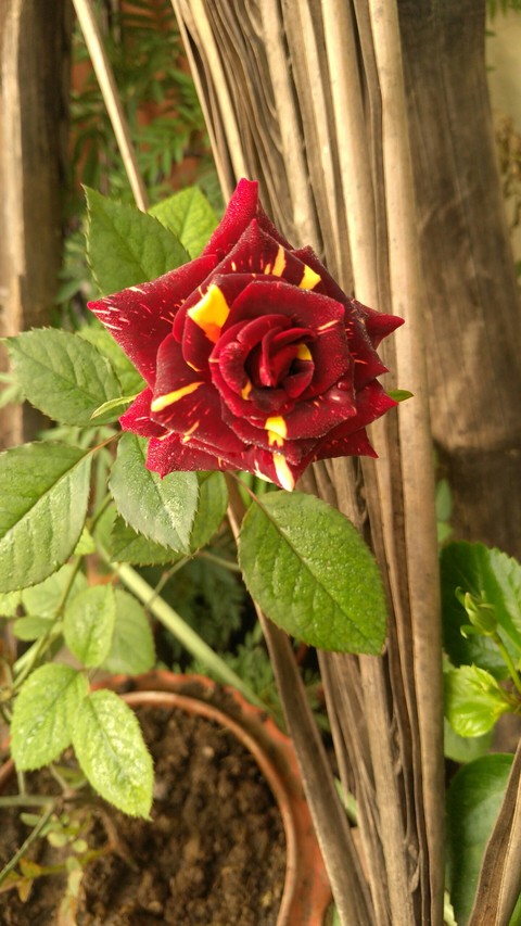 fondos de pantalla plant, petal