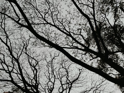 Trees