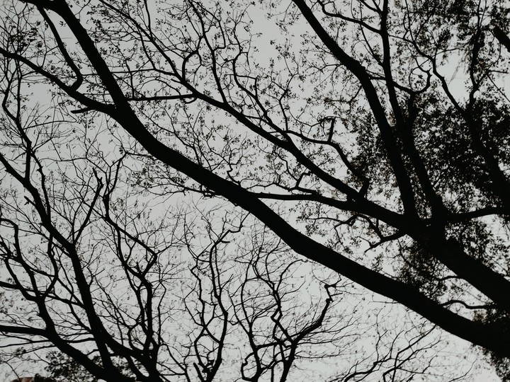 Trees