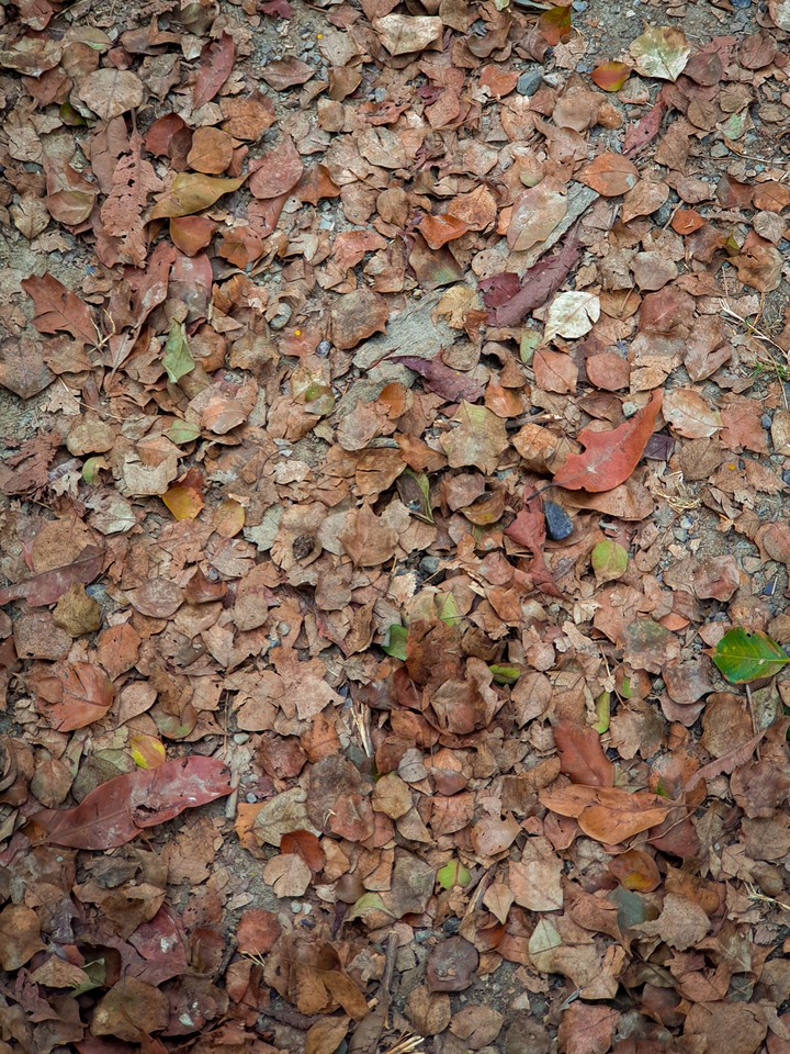 leaves!!