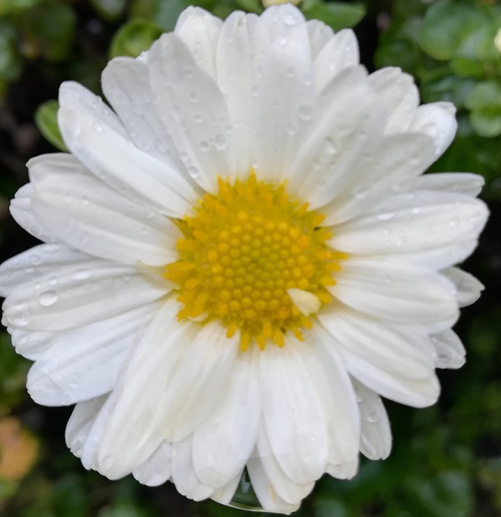 Chrysanthemum