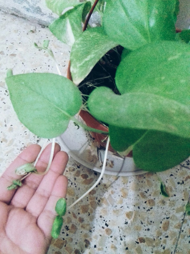 plant