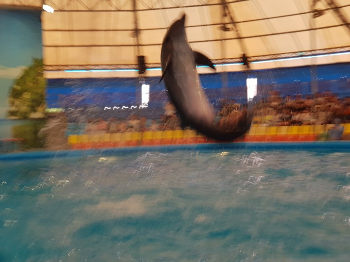 Dolphin
