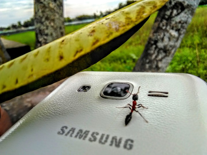 ant on camera