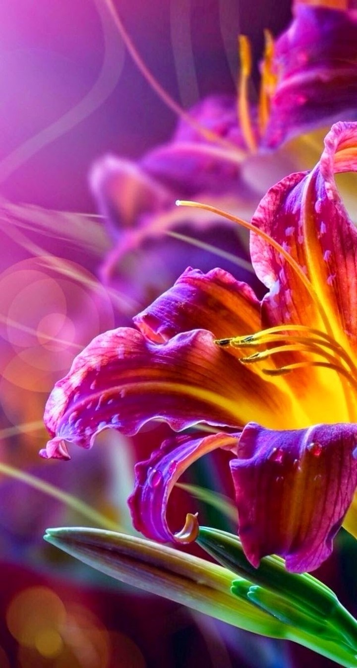lilium