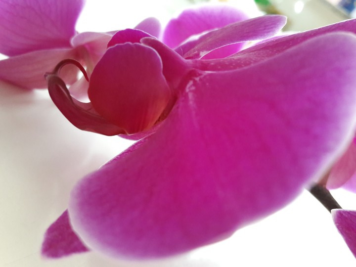 Orchideen