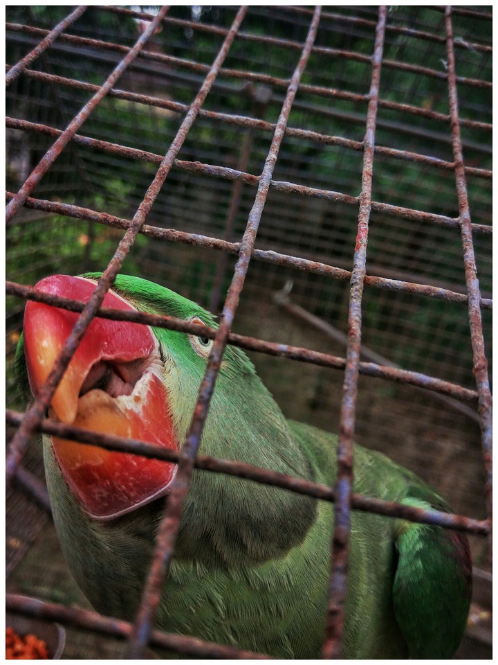 Bird in a cage