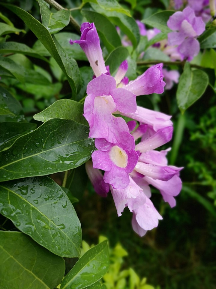 purple flower