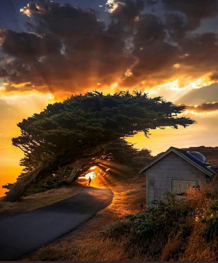 save tree