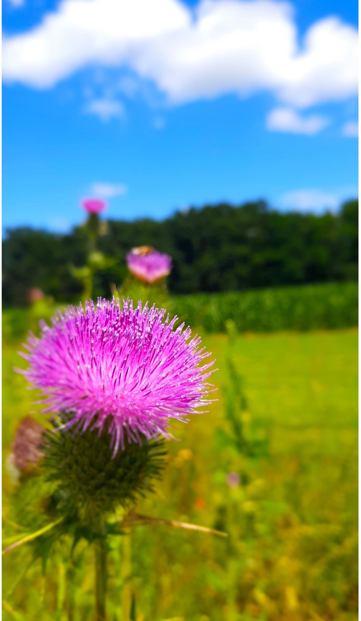 Blume unter blauem Himmel
