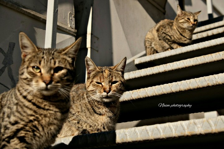 cats