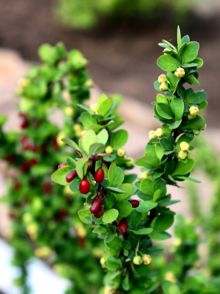 Barberry