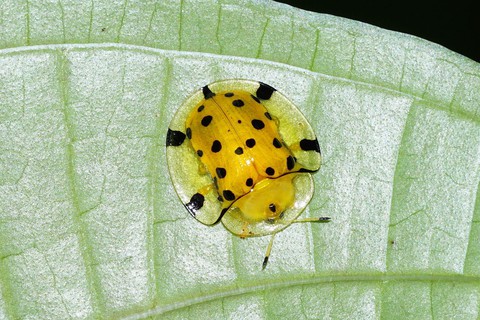 Aspidomorpha miliaris em uma folha no distrito de Kozhikode