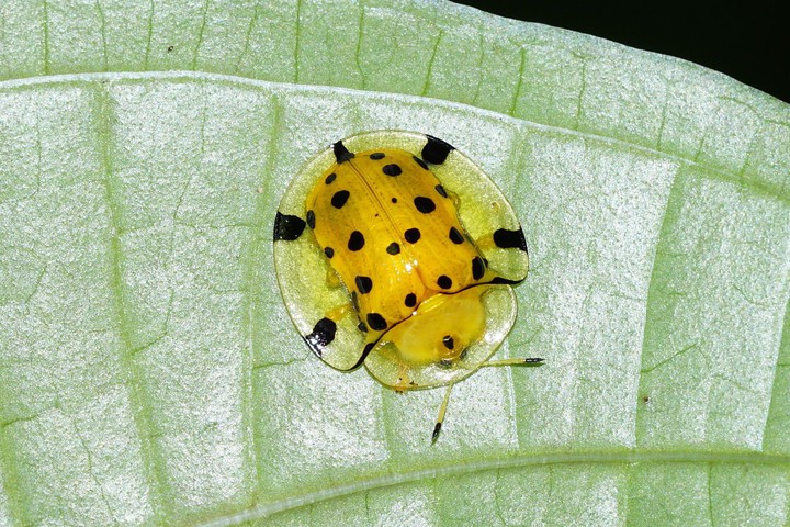 Aspidomorpha miliaris em uma folha no distrito de Kozhikode