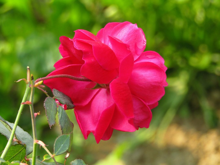 Rose